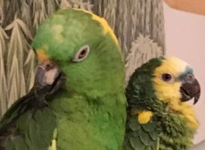 Polly and Cashew