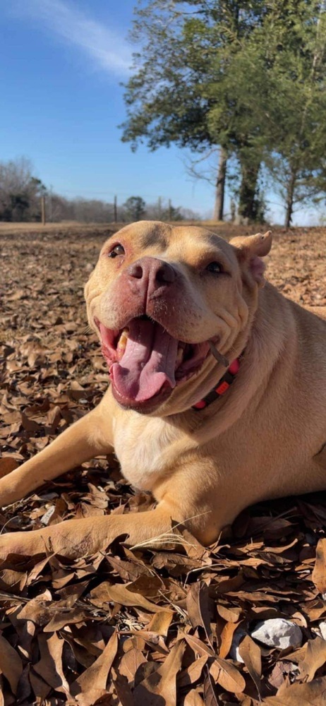 Gemma, an adoptable American Bulldog in Milton, FL, 32583 | Photo Image 1