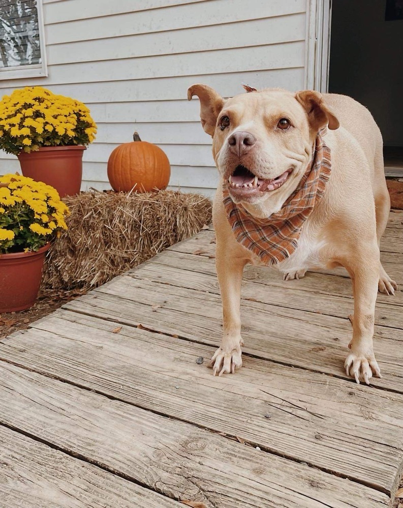 Gemma, an adoptable American Bulldog in Milton, FL, 32583 | Photo Image 2