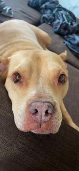 Gemma, an adoptable American Bulldog in Milton, FL, 32583 | Photo Image 3