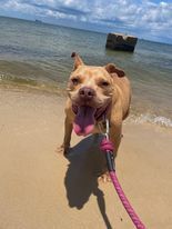 Gemma, an adoptable American Bulldog in Milton, FL, 32583 | Photo Image 4