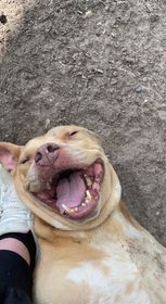 Gemma, an adoptable American Bulldog in Milton, FL, 32583 | Photo Image 5