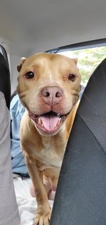 Gemma, an adoptable American Bulldog in Milton, FL, 32583 | Photo Image 6