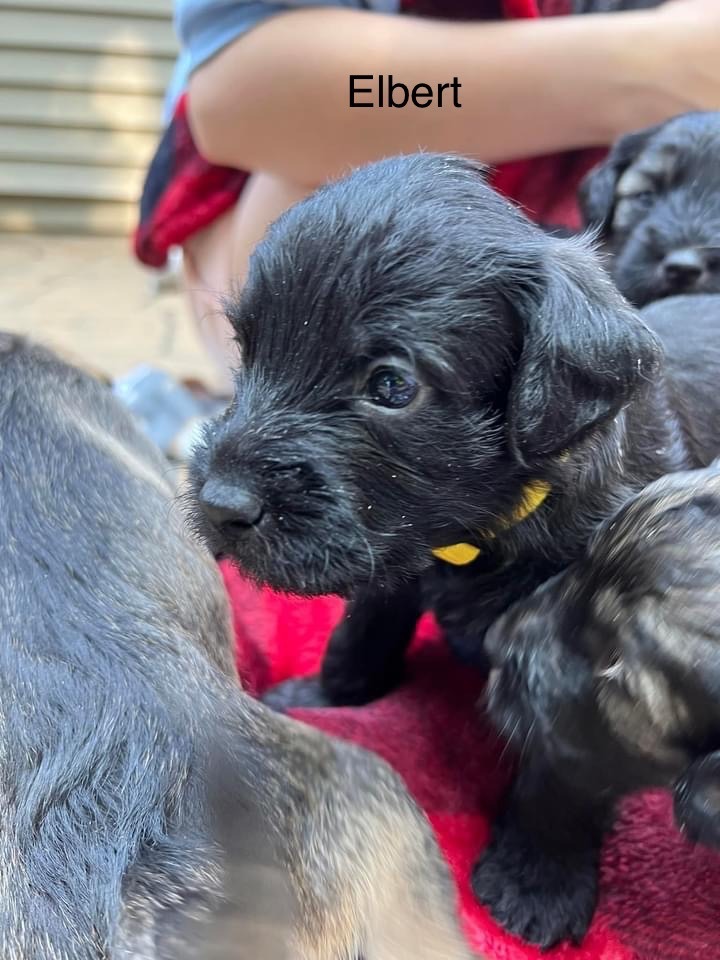 Elbert - NOT READY FOR ADOPTION UNTIL HE RECEIVES AGE APPROPRIATE VACCINATIONS