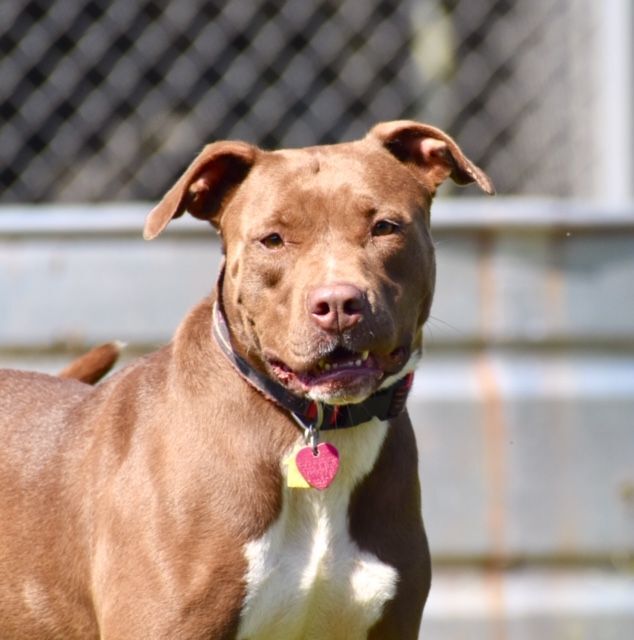 American hot sale red bulldog