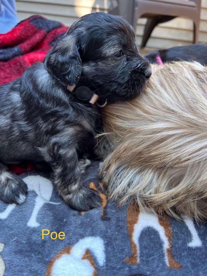 Poe - NOT READY FOR ADOPTION UNTIL HE RECEIVES AGE APPROPRIATE VACCINATIONS 1