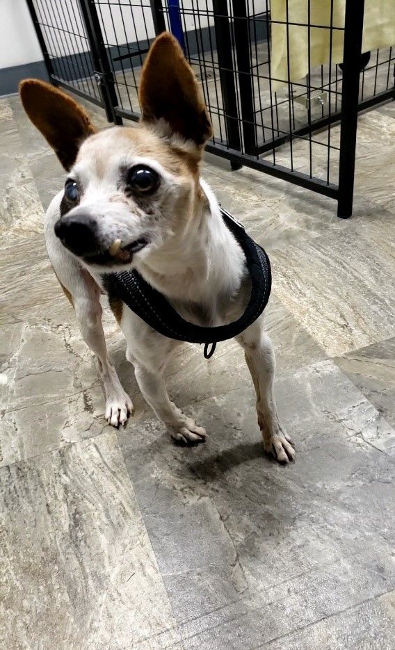 Yoda, an adoptable Chihuahua in Conover, NC_image-1