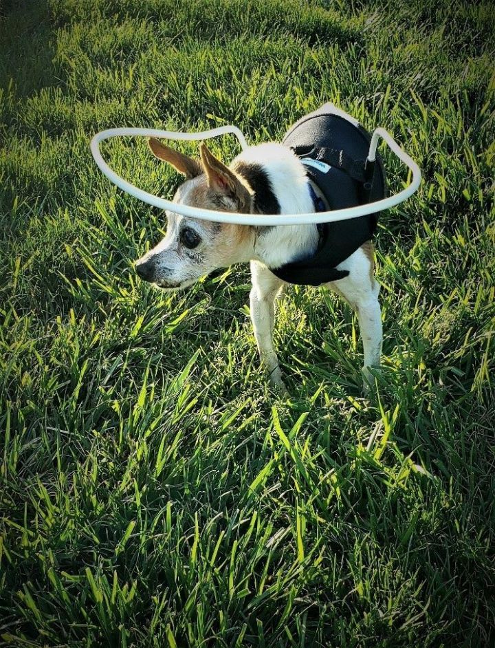 Yoda, an adoptable Chihuahua in Conover, NC_image-2