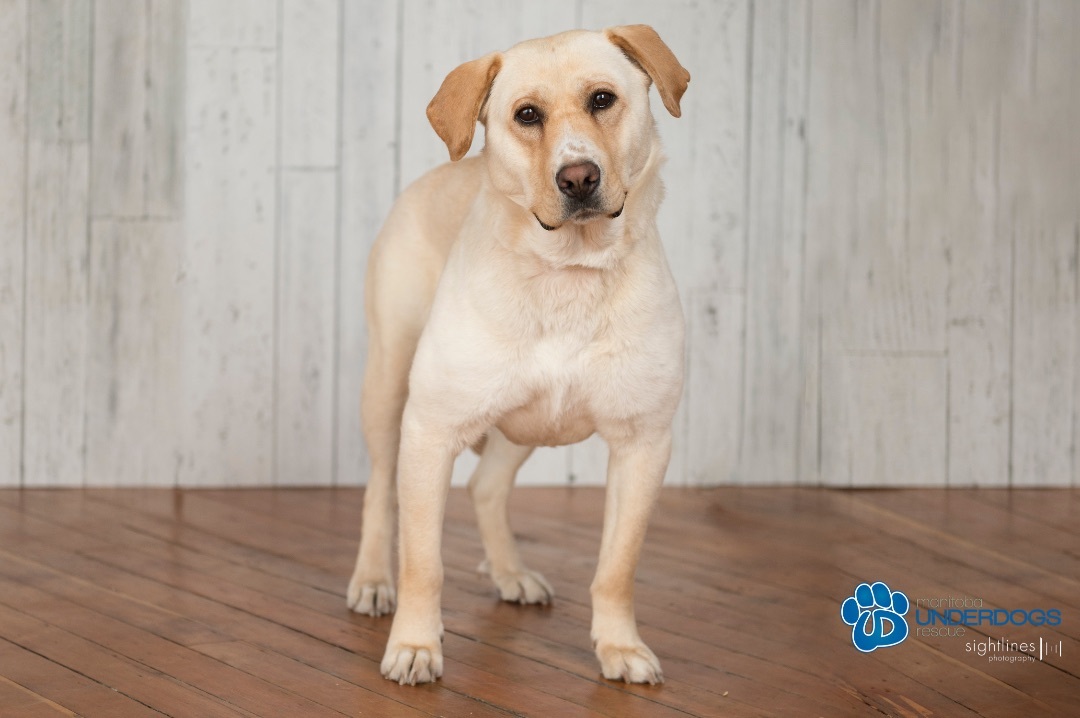 Rae, an adoptable Labrador Retriever in Winnipeg, MB, R2M 2K2 | Photo Image 1