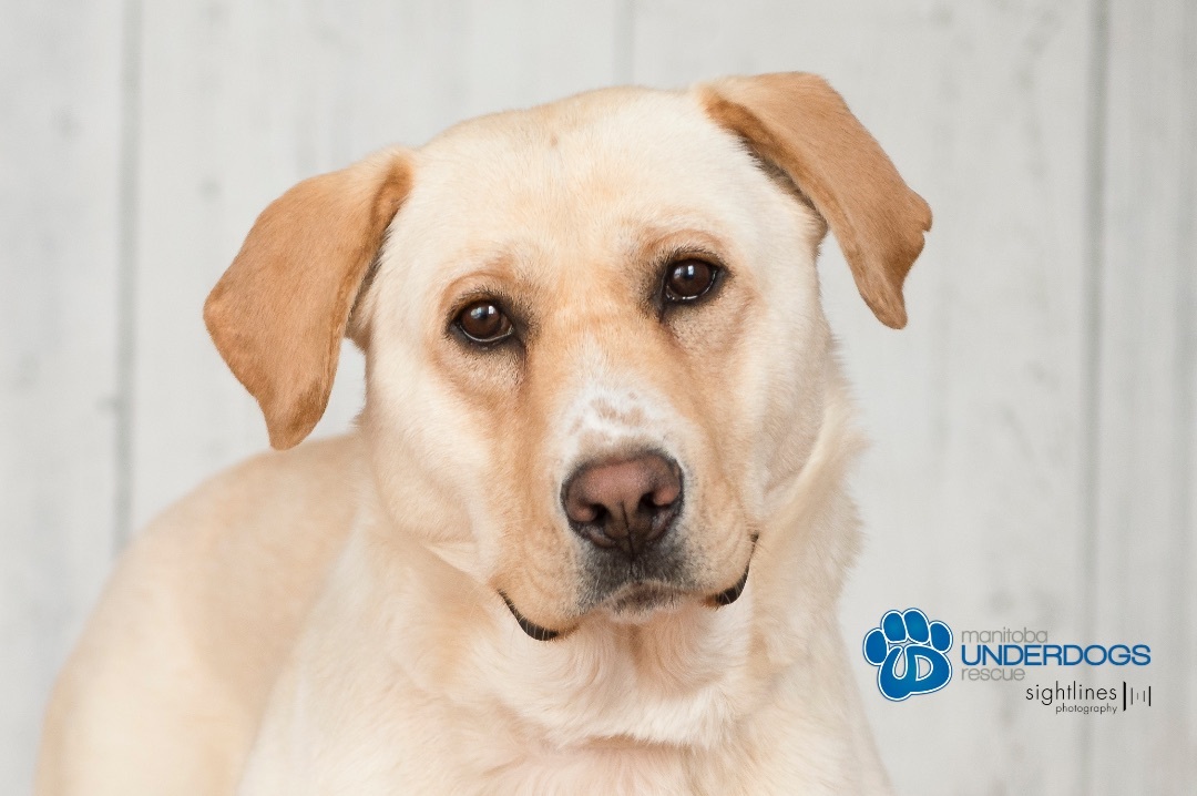 Rae, an adoptable Labrador Retriever in Winnipeg, MB, R2M 2K2 | Photo Image 2