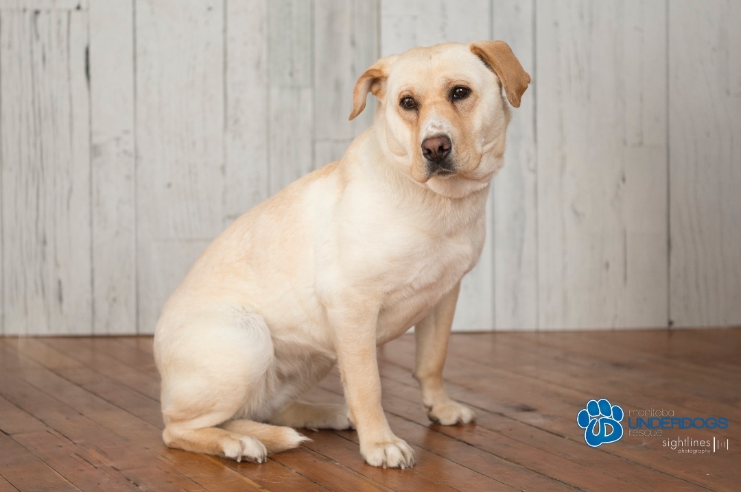 Rae, an adoptable Labrador Retriever in Winnipeg, MB, R2M 2K2 | Photo Image 3