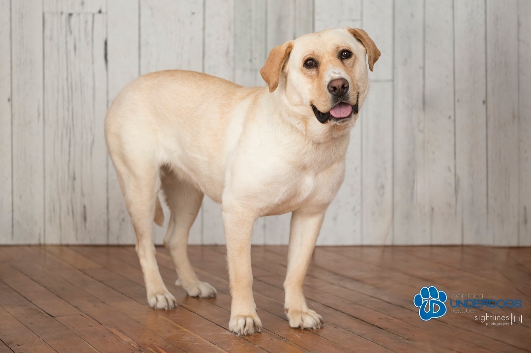 Rae, an adoptable Labrador Retriever in Winnipeg, MB, R2M 2K2 | Photo Image 4