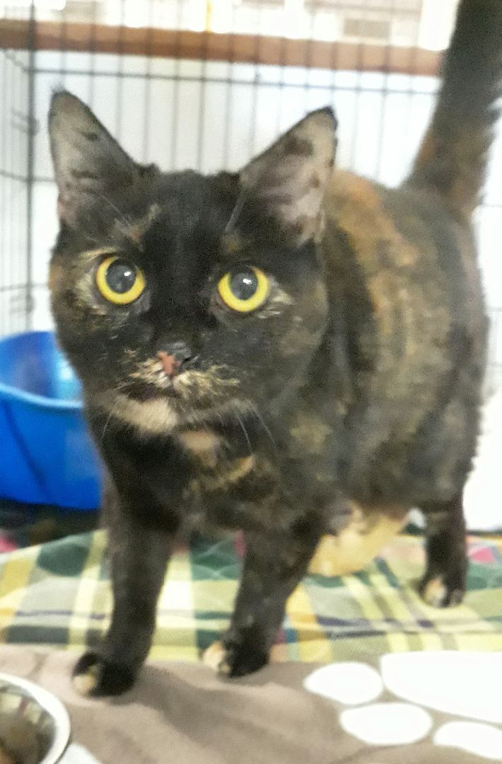 Sweetie, an adoptable Domestic Short Hair & Tortoiseshell Mix in Germansville, PA_image-2