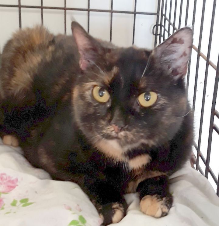 Sweetie, an adoptable Domestic Short Hair & Tortoiseshell Mix in Germansville, PA_image-3