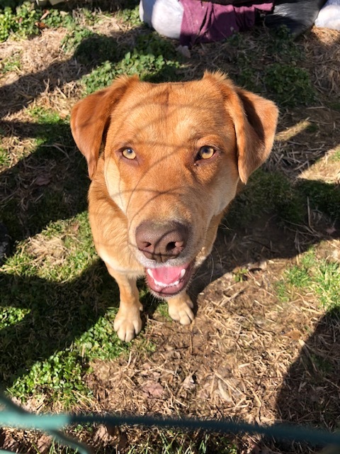THEODORE aka THEO!!!, an adoptable Labrador Retriever, Golden Retriever in Owensboro, KY, 42302 | Photo Image 1