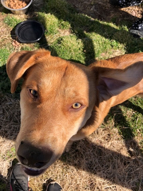 THEODORE aka THEO!!!, an adoptable Labrador Retriever, Golden Retriever in Owensboro, KY, 42302 | Photo Image 6