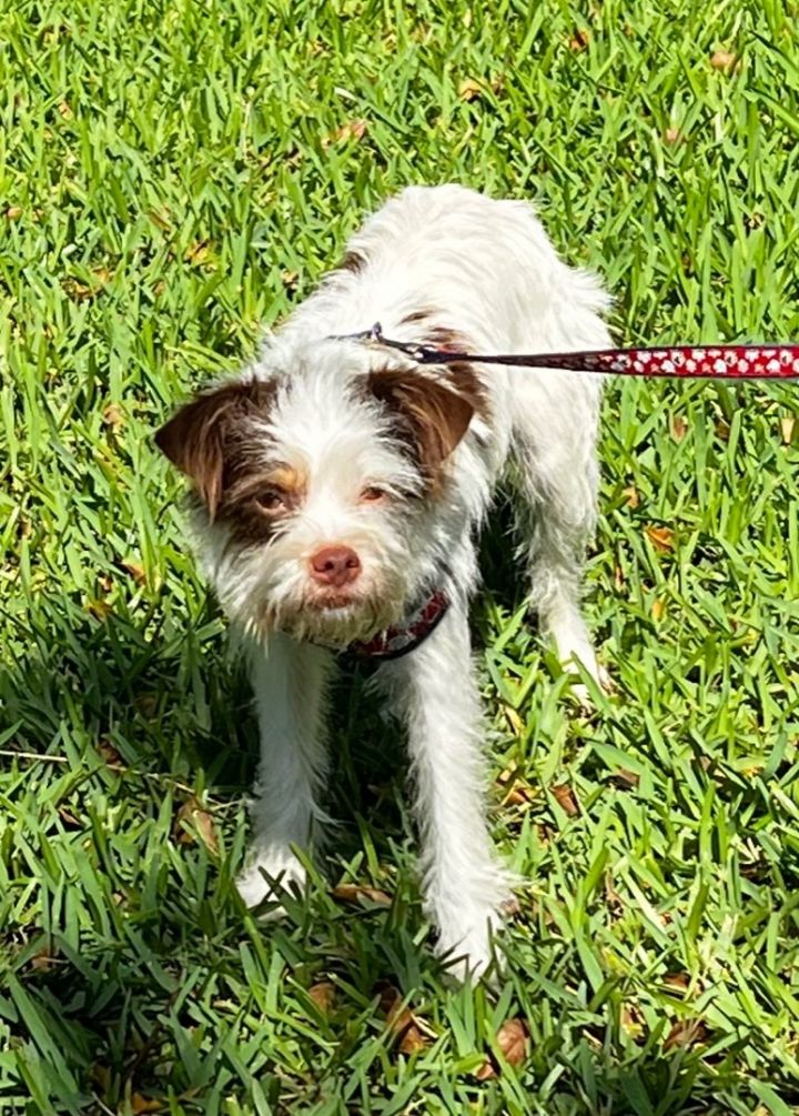 Caprice, an adoptable Wirehaired Terrier Mix in Davie, FL_image-4