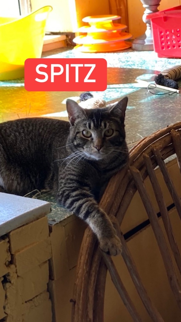 Spitz, an adoptable Tabby in Memphis, TN, 38104 | Photo Image 1