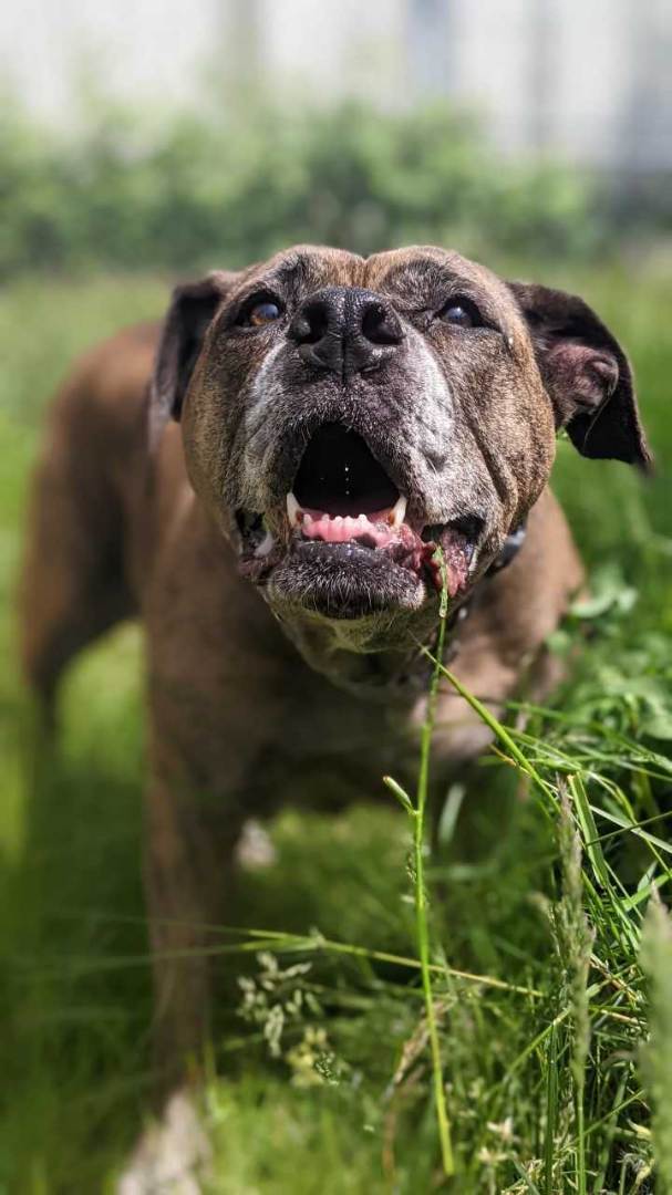 Bella, an adopted Mastiff & Boxer Mix in Vancouver, BC_image-5