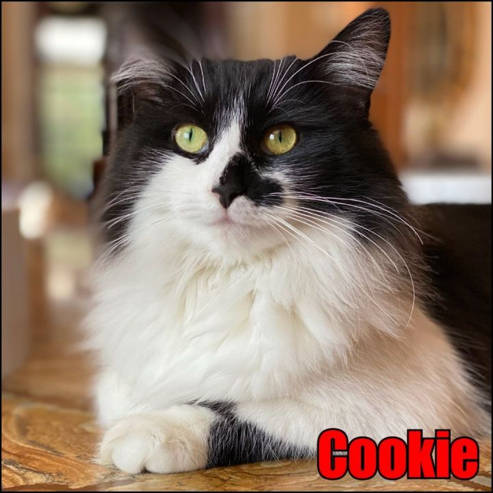 Cookie (Smudge) 1