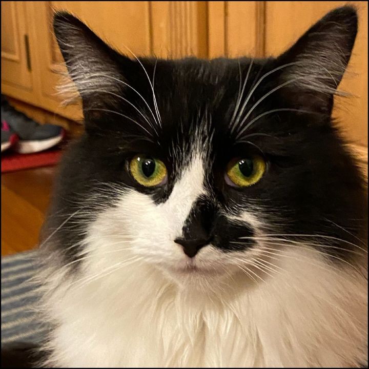 Cookie (Smudge), an adoptable Domestic Medium Hair in Bayside, NY_image-2