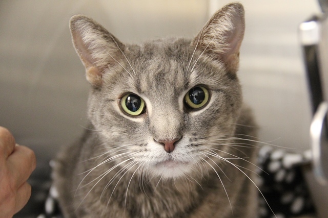 LOUIE, an adoptable Domestic Short Hair in Tucson, AZ, 85745 | Photo Image 1