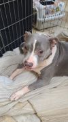 Amy
