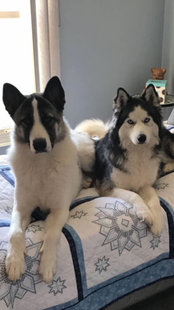 Luna & Jackson (Bonded Pair)