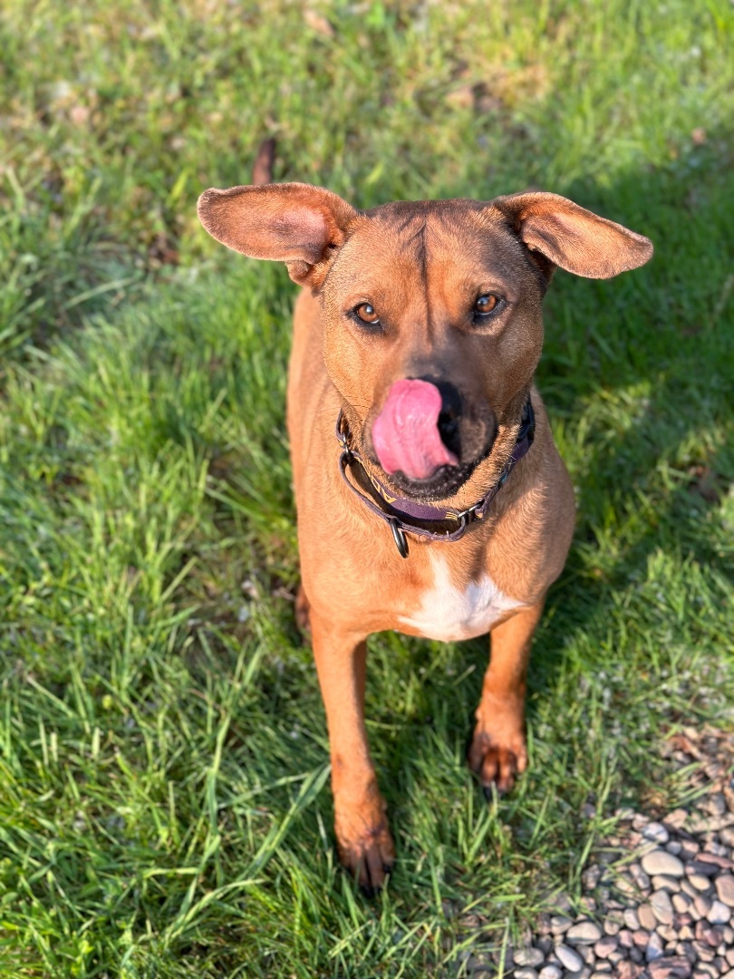 FLAPPY, an adoptable Mixed Breed, Terrier in Morris, NY, 13808 | Photo Image 2