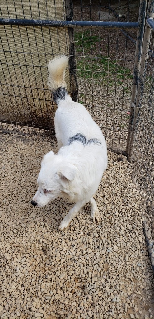 DODGER, an adoptable Australian Shepherd in Crossville, TN_image-5