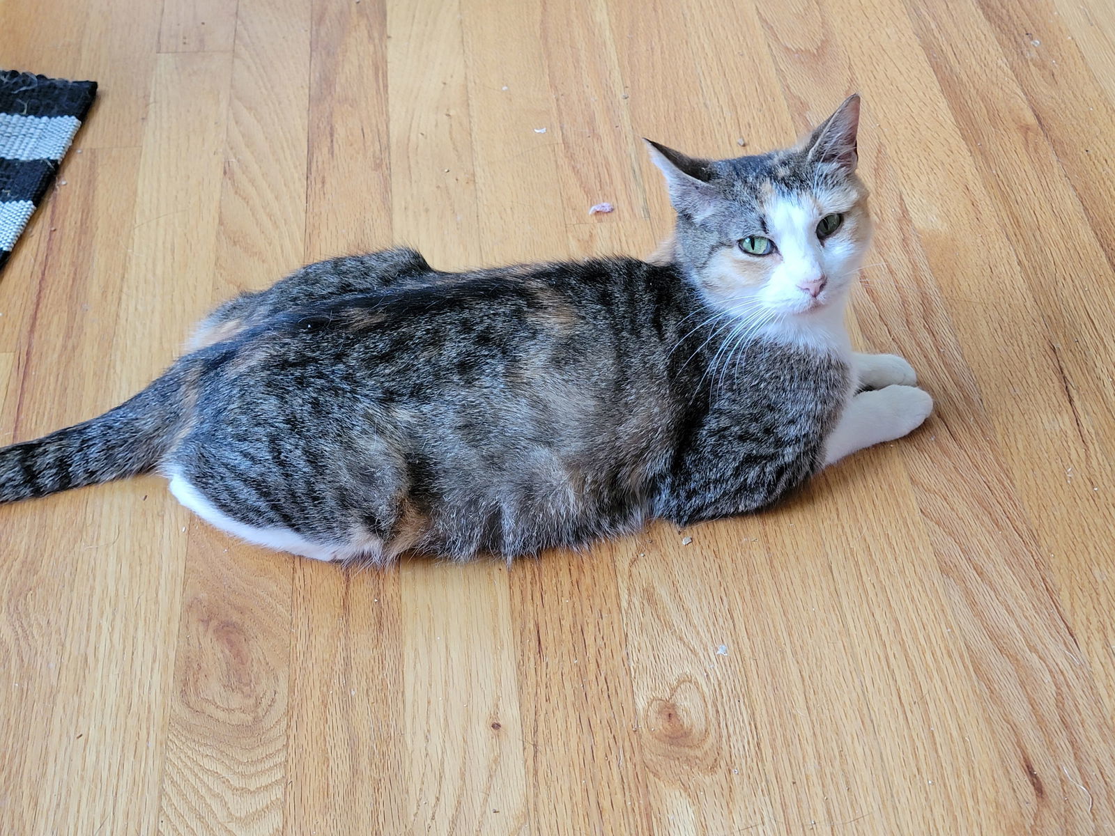 Paczki (Zizi), an adoptable Domestic Short Hair, Calico in Naugatuck, CT, 06770 | Photo Image 1