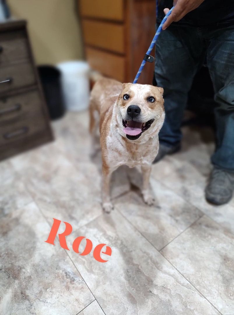 Roe