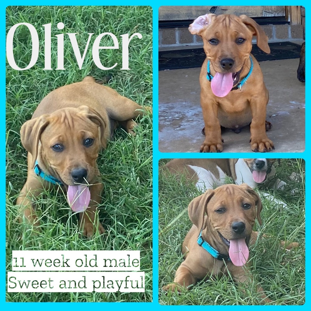 Oliver