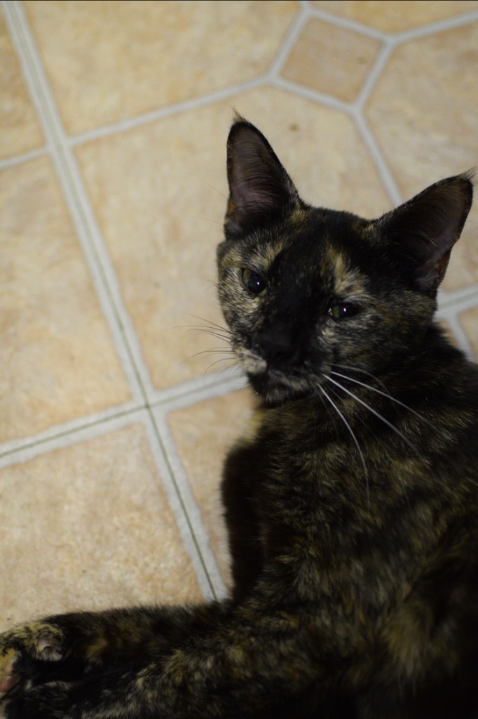 Kendal, an adoptable Domestic Short Hair in St. James City, FL, 33956 | Photo Image 1