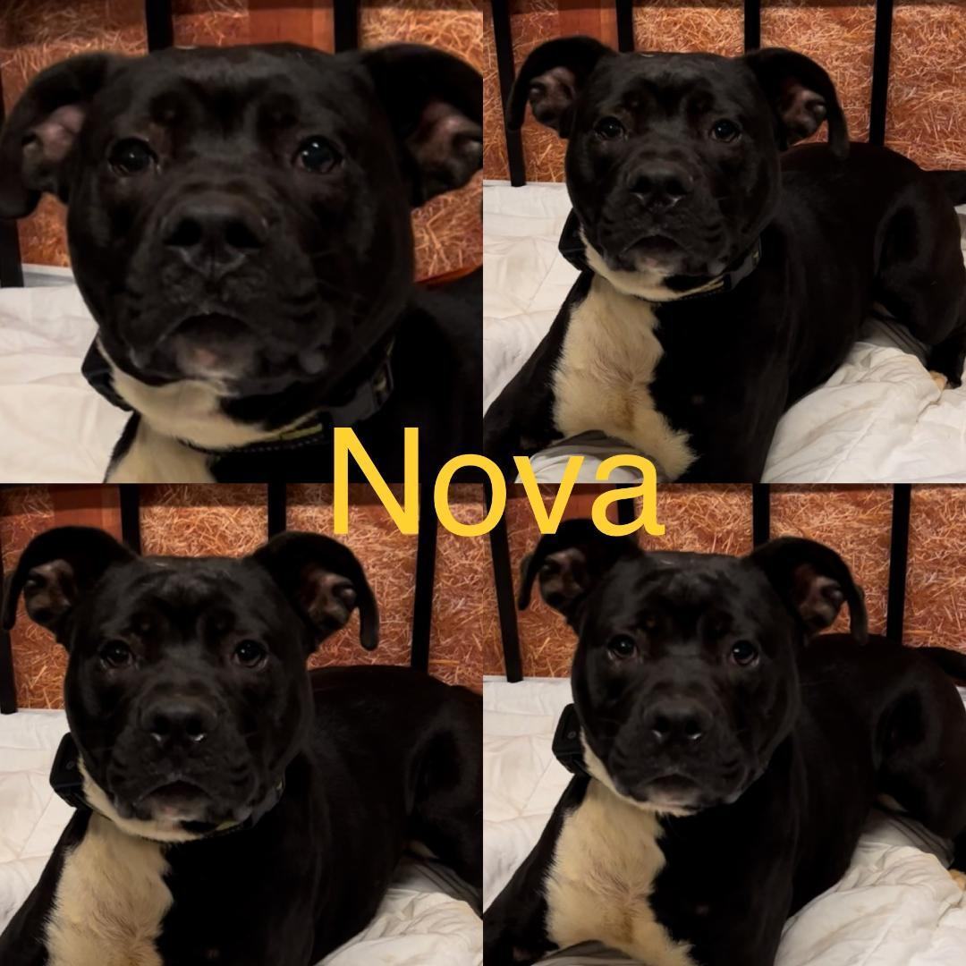 Nova