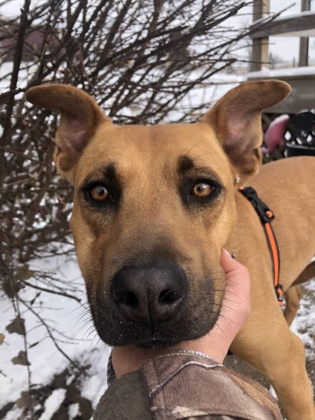 Lexi, an adoptable Mountain Cur, Rhodesian Ridgeback in Florence, KY, 41042 | Photo Image 1