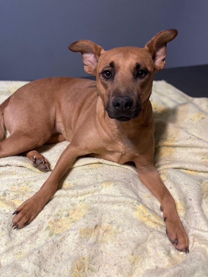 Rhodesian best sale ridgeback mixed