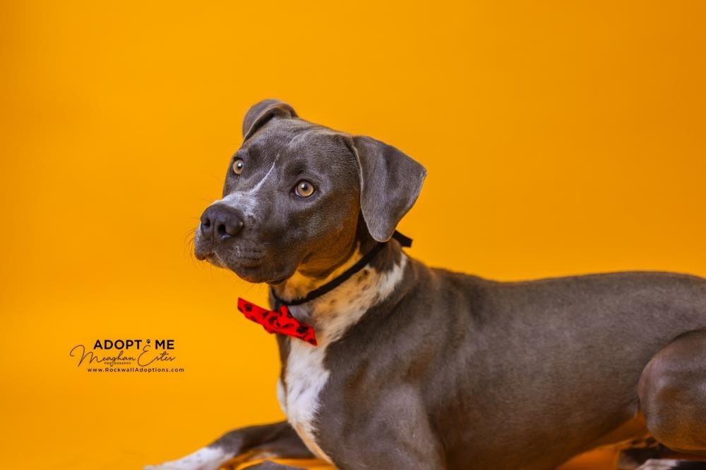 Baloo- Diamond Dog $75 Adoption Fee