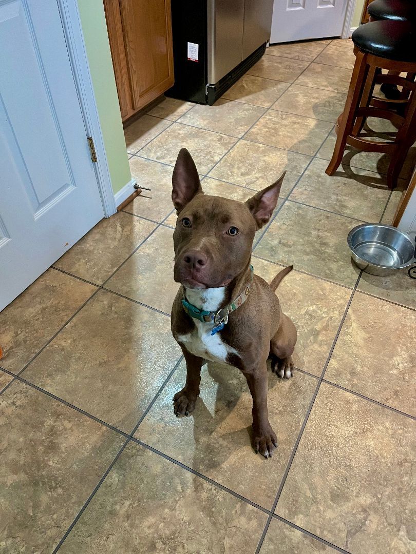 Scooby (ID 34101/1230)