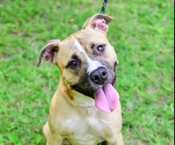 Harvey, an adoptable American Staffordshire Terrier Mix in Raleigh, NC_image-1