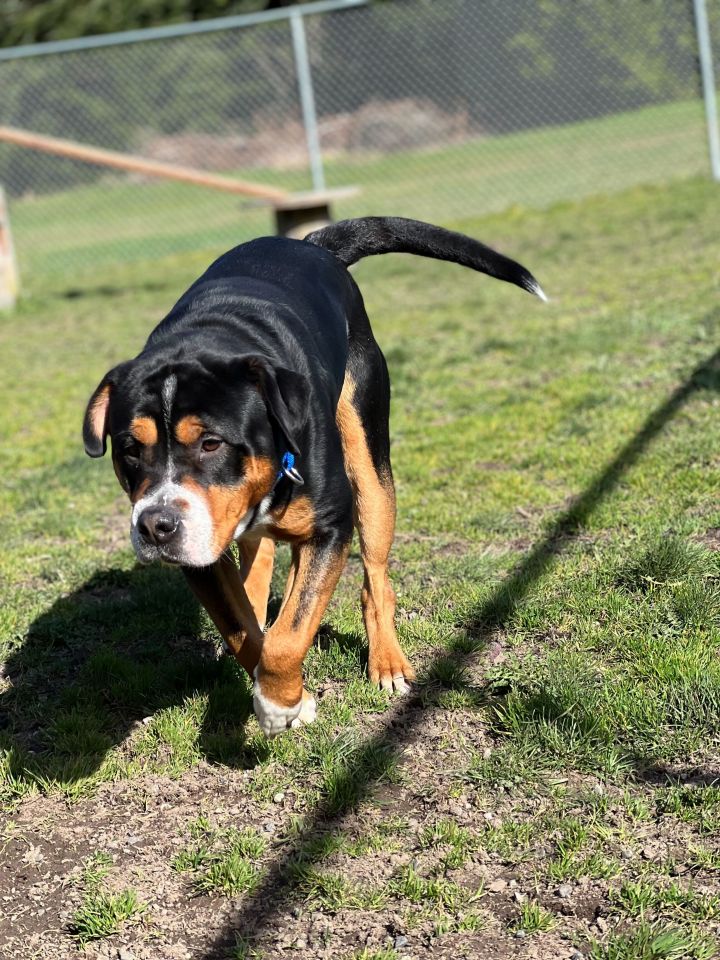 Dog for adoption - Moose, a Greater Swiss Mountain Dog & Rottweiler Mix