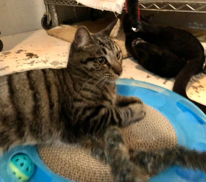 Tigger, an adoptable Tabby & American Shorthair Mix in Mission Viejo, CA_image-6