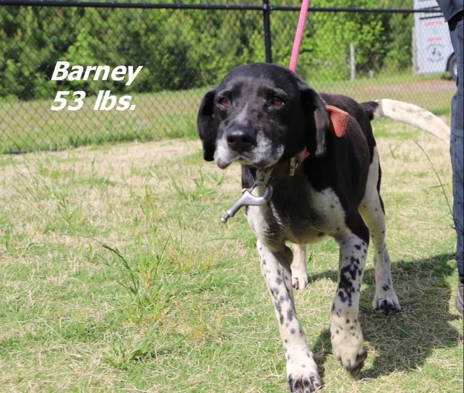 9519 Dog 33 (Barney)