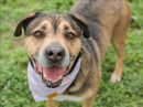 KEYTON's profile on Petfinder.com
