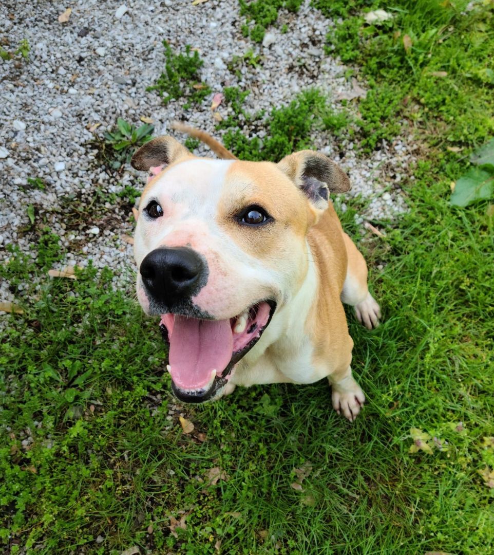 Louie, an adoptable Terrier in Jerseyville, IL, 62052 | Photo Image 2