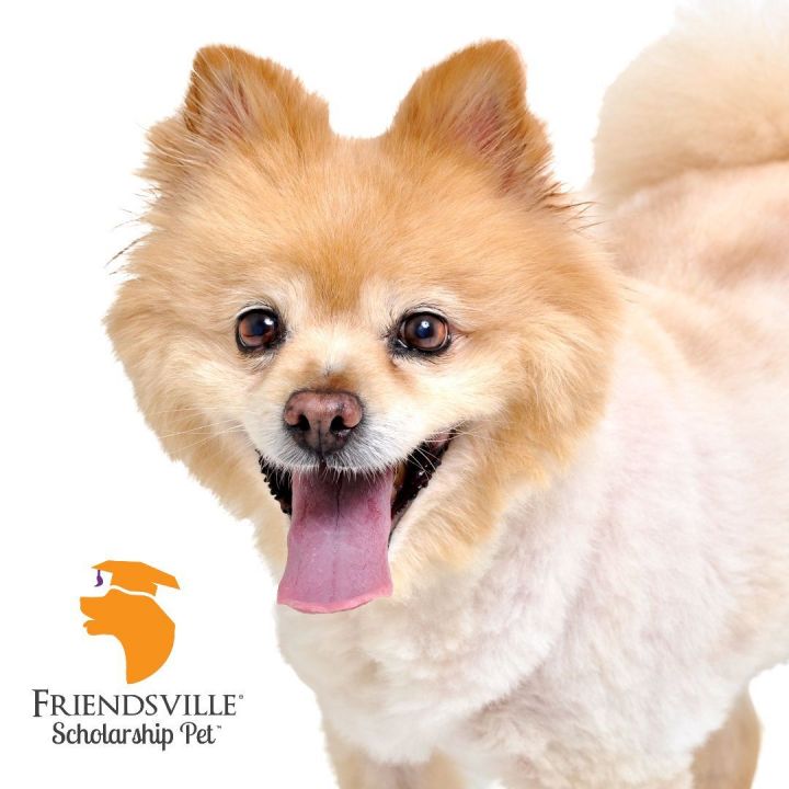 Teensy, an adopted Pomeranian Mix in Friendsville, TN_image-1