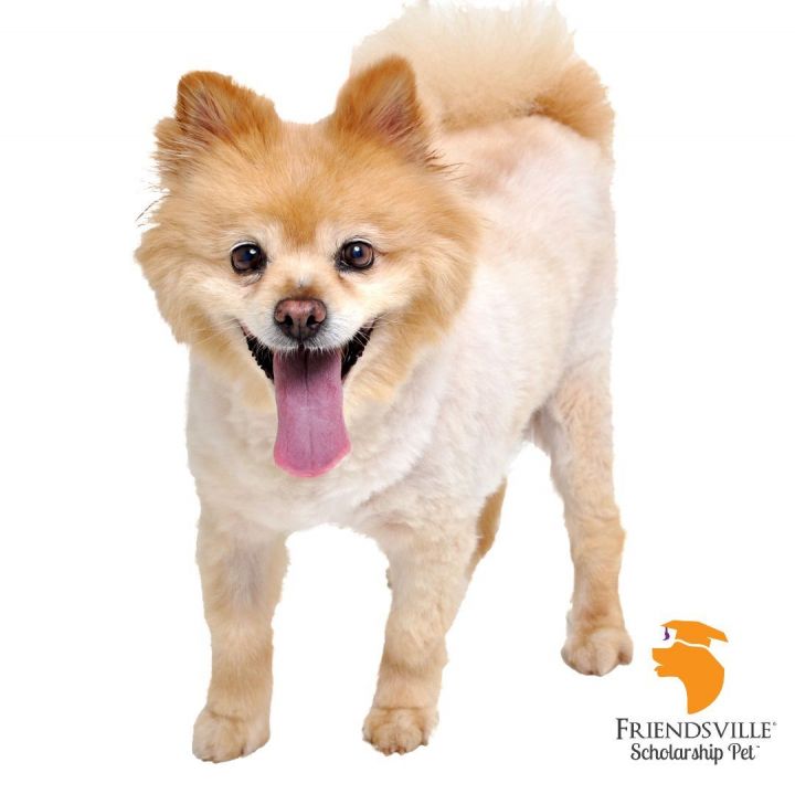 Teensy, an adopted Pomeranian Mix in Friendsville, TN_image-2