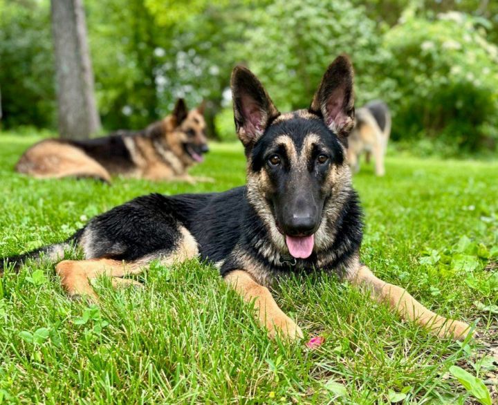 Radar, an adoptable German Shepherd Dog in Chesterfield, MO_image-1