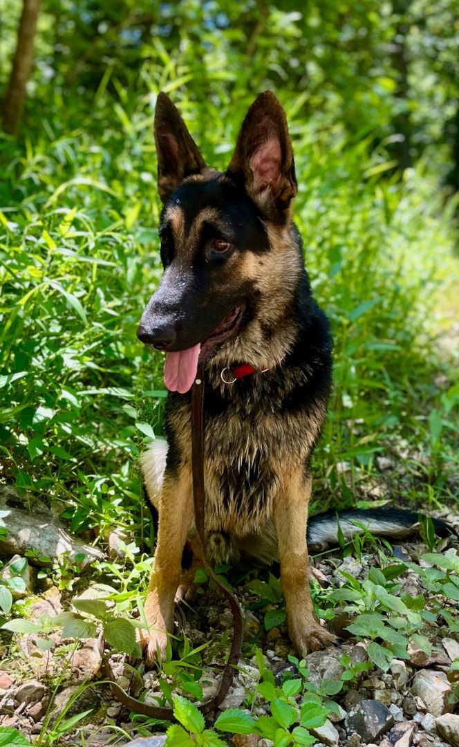 Radar, an adoptable German Shepherd Dog in Chesterfield, MO_image-5
