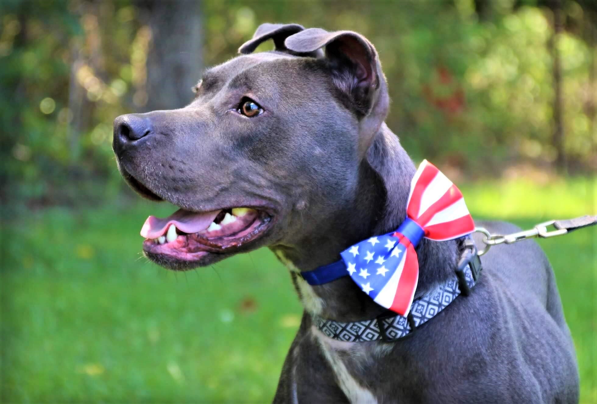 Hanson, an adoptable Pit Bull Terrier, Terrier in Burton, MI, 48519 | Photo Image 4